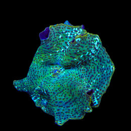Dream Catcher Mushroom Coral