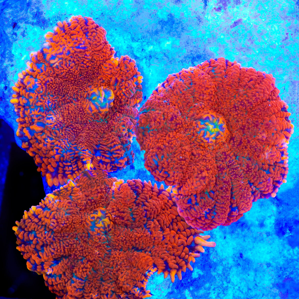 Drops of Fire Mushroom Coral