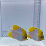 Duo Pyramid Butterfly Fish