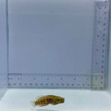 Dusky Jaw Fish