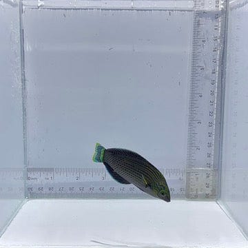 Dusky Margin Wrasse