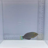 Dusky Margin Wrasse (Halichoeres marginatus)