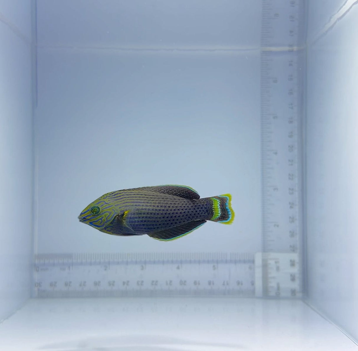 Dusky Margined Wrasse Fish