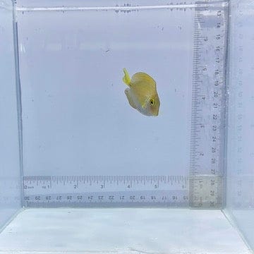 Dussumieri Tang (Acanthurus dussumieri)