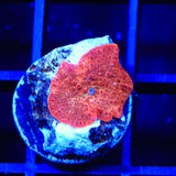 Dusted Copper Mushroom Coral