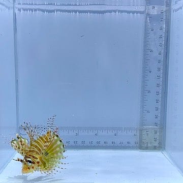 Dwarf Lionfish