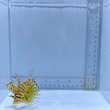 Dwarf Lionfish