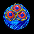 Eagle Eye Zoanthids Coral