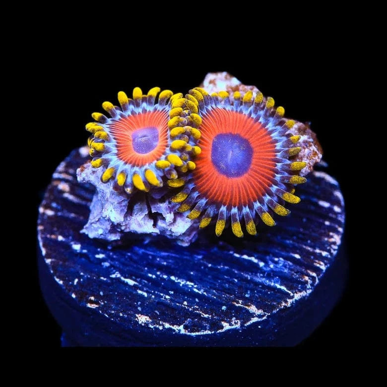 Eagle Eye Zoanthids Coral