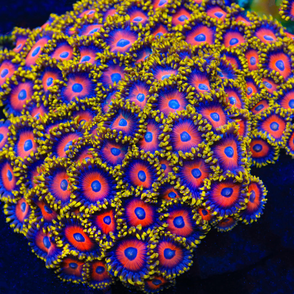 Eagle Eye Zoanthids Coral
