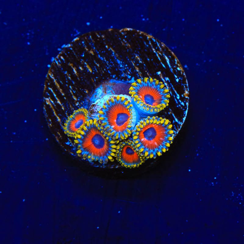 Eagle Eye Zoanthids Coral
