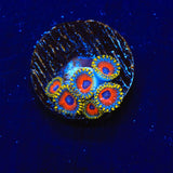 Eagle Eye Zoanthids Coral