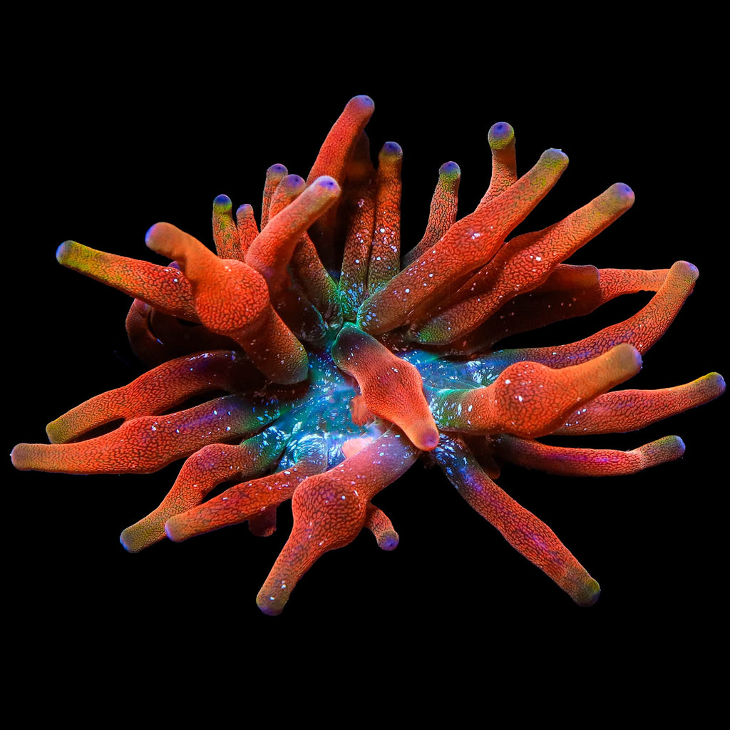 ECC Arizona Sunset Bubbletip Anemone