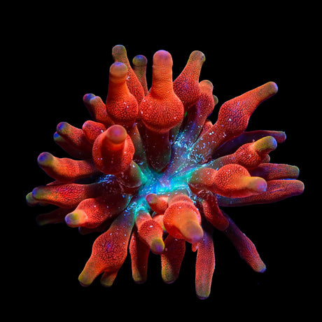 ECC Arizona Sunset Bubbletip Anemone
