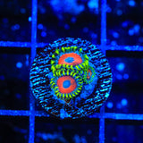 ECC Eagle Eye Zoanthids Coral