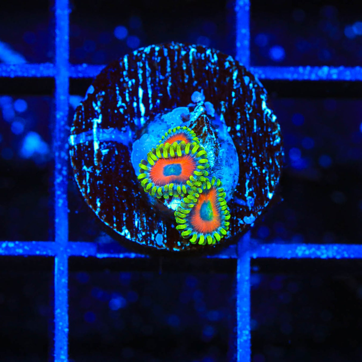 ECC Eagle Eye Zoanthids Coral
