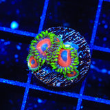 ECC Eagle Eye Zoanthids Coral