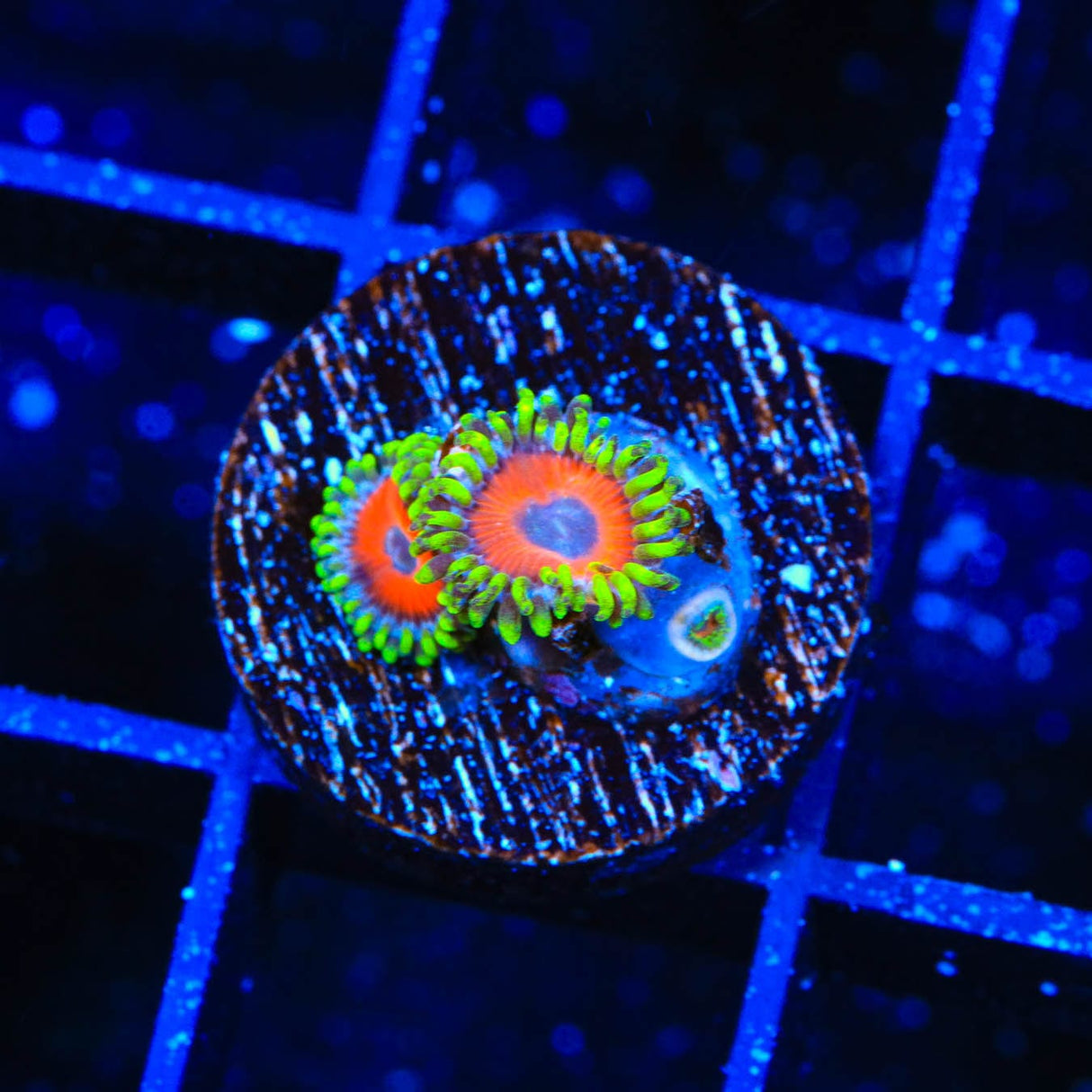 ECC Eagle Eye Zoanthids Coral