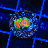ECC Eagle Eye Zoanthids Coral