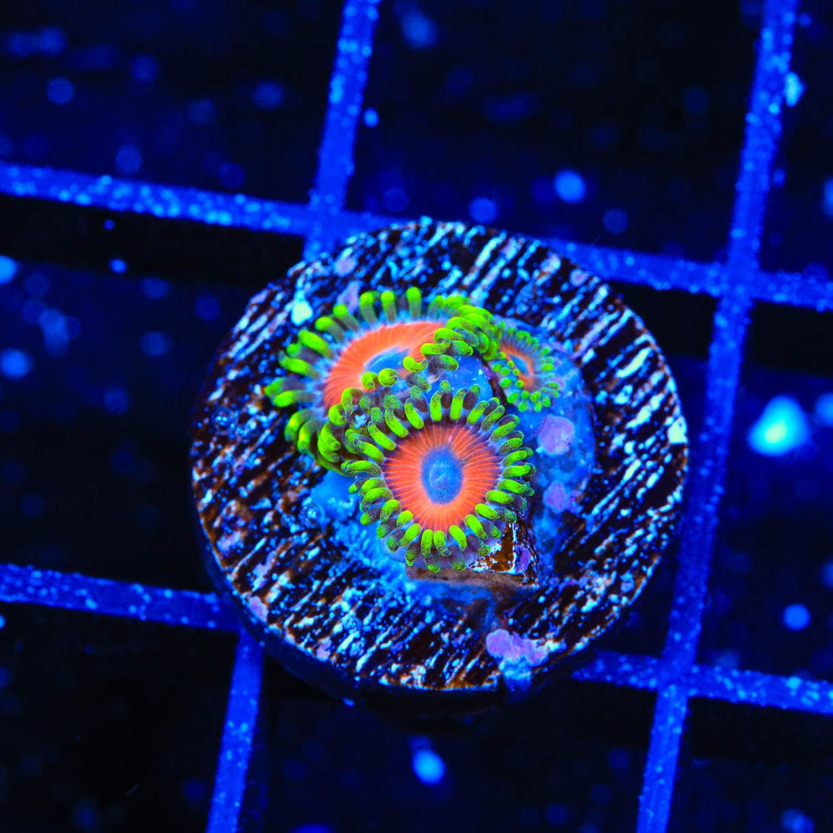 ECC Eagle Eye Zoanthids Coral