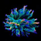 ECC Holy Grail Bubbletip Anemone