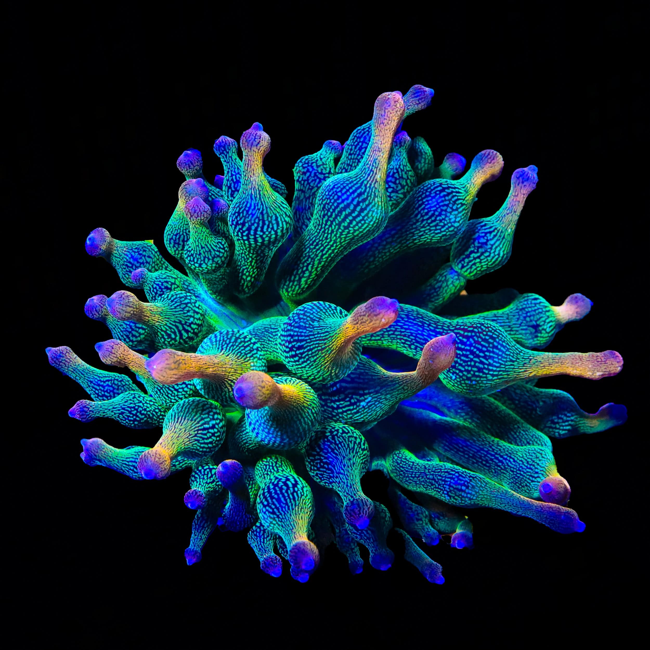 ECC Holy Grail Bubbletip Anemone
