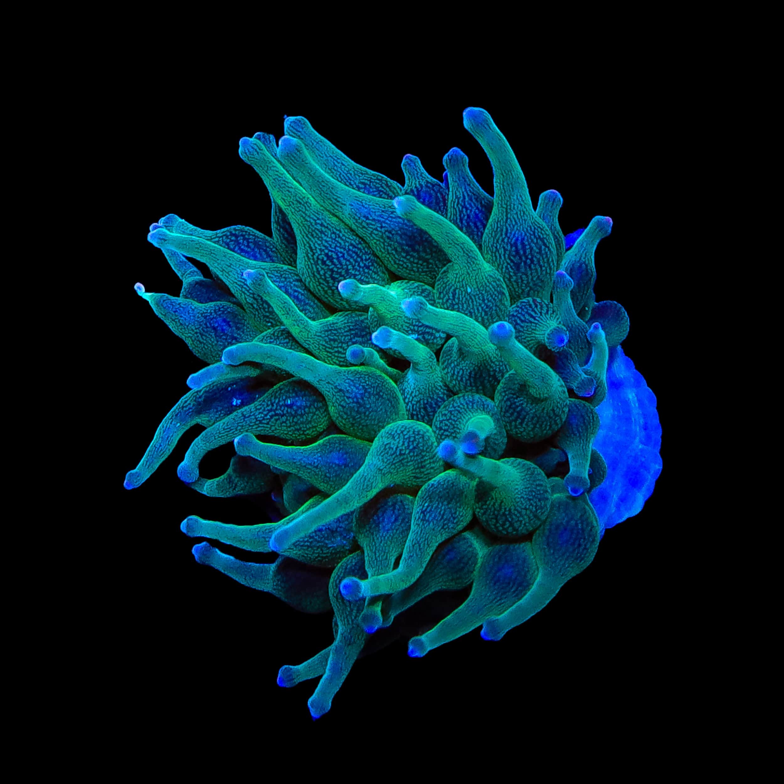 【みみみ】JOKERD NEXUS 3セット ECC Nexus Joker Bubble Tip Anemone – Top Shelf Aquatics