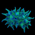 ECC Nexus Joker Bubbletip Anemone