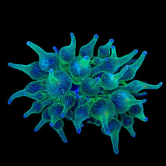 ECC Nexus Joker Bubbletip Anemone
