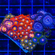 ECC Shatterfield Combo Zoanthids Colony Coral
