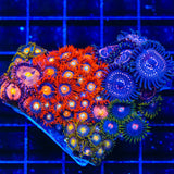 ECC Shatterfield Combo Zoanthids Colony Coral