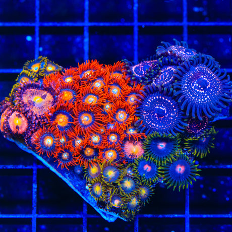 ECC Shatterfield Combo Zoanthids Colony Coral