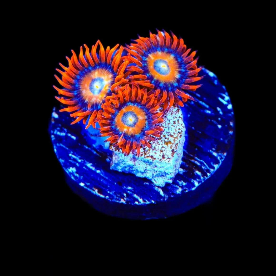 ECC Shatterfield Zoanthids Coral