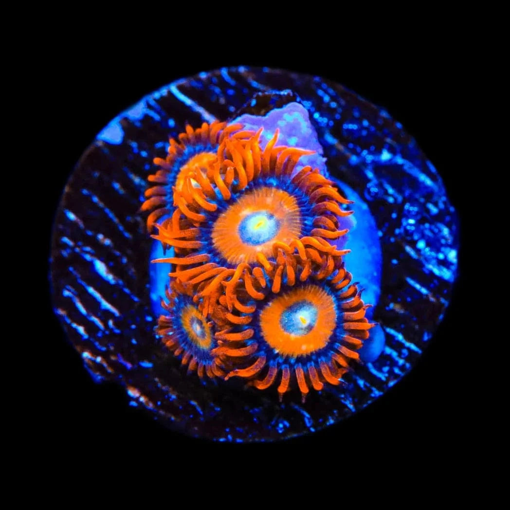 ECC Shatterfield Zoanthids Coral