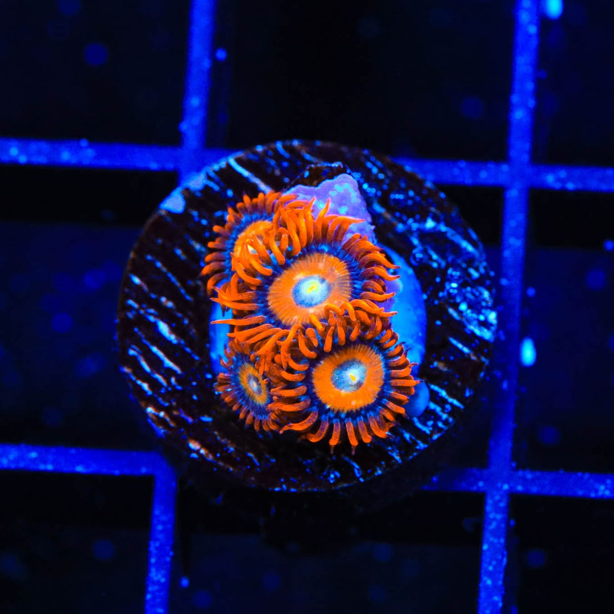 ECC Shatterfield Zoanthids Coral