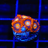 ECC Shatterfield Zoanthids Coral