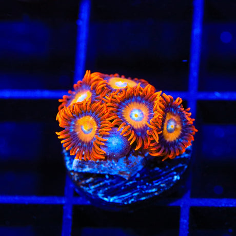 ECC Shatterfield Zoanthids Coral