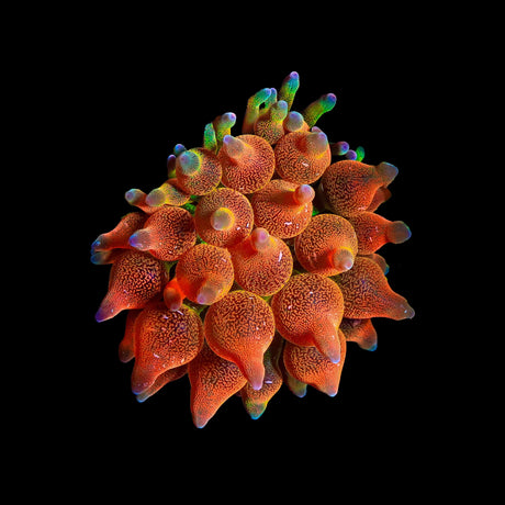 ECC Warp Drive Bubbletip Anemone