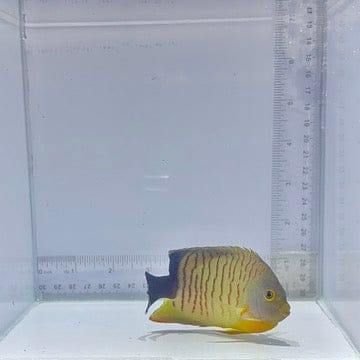 Eibli Dwarf Angelfish (Centropyge eibli)