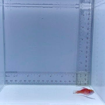 Eight Line Flasher Wrasse Fish