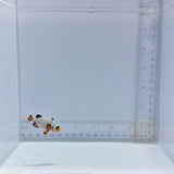 Electric Blue Extreme Sapphire Clownfish (Amphiprion ocellaris)