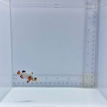 Electric Blue Extreme Sapphire Clownfish (Amphiprion ocellaris)