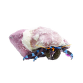 Electric Blue Hermit Crab – Calcinus elegans