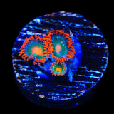 Electric Gatorade Zoanthids Coral