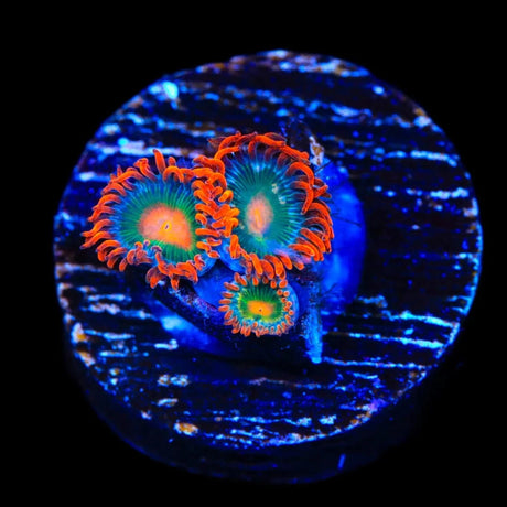 Electric Gatorade Zoanthids Coral