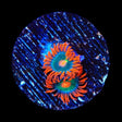 Electric Gatorade Zoanthids Coral