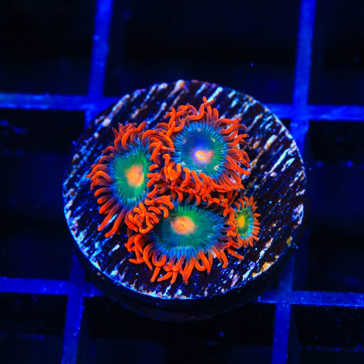 Electric Gatorade Zoanthids Coral