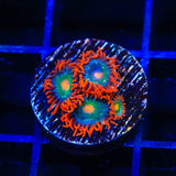 Electric Gatorade Zoanthids Coral