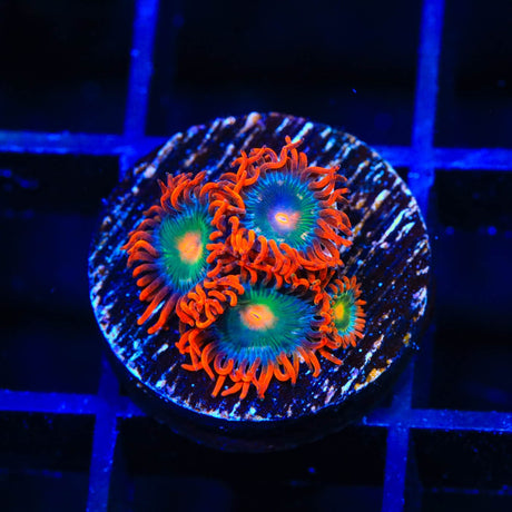 Electric Gatorade Zoanthids Coral
