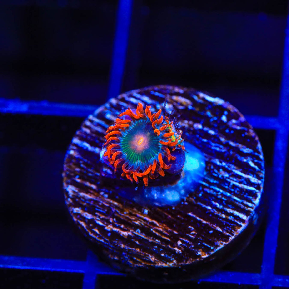Electric Gatorade Zoanthids Coral
